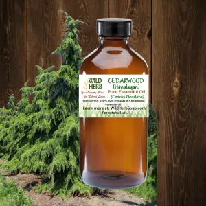 Cedarwood, Himalayan Pure Essential Oil