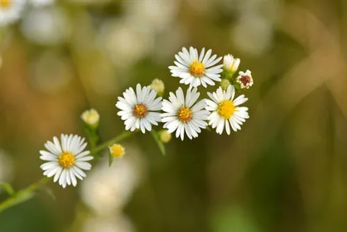 Chamomile Roman Essential Oil