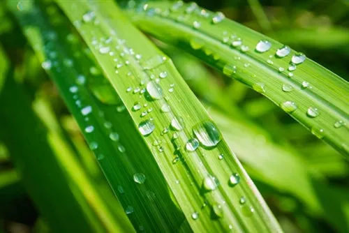 Citronella  Essential Oil