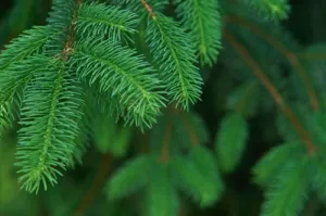 Fir Needle Essential Oil