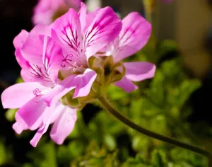 Geranium Bourbon Essential Oil