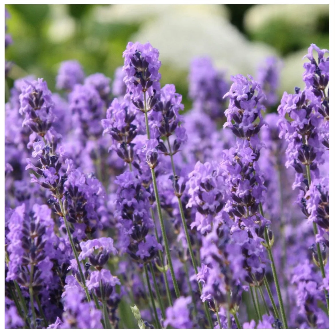 Lavender 40/42 Essential Oil