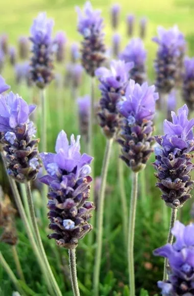 Lavender Pure Essential Oil